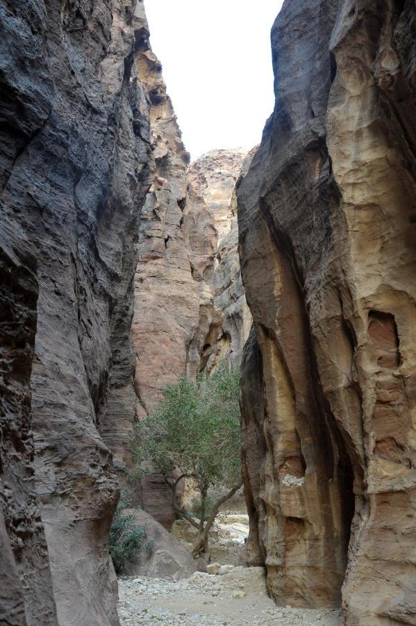 The Rock Camp Petra Hotel Wadi Musa Exterior photo